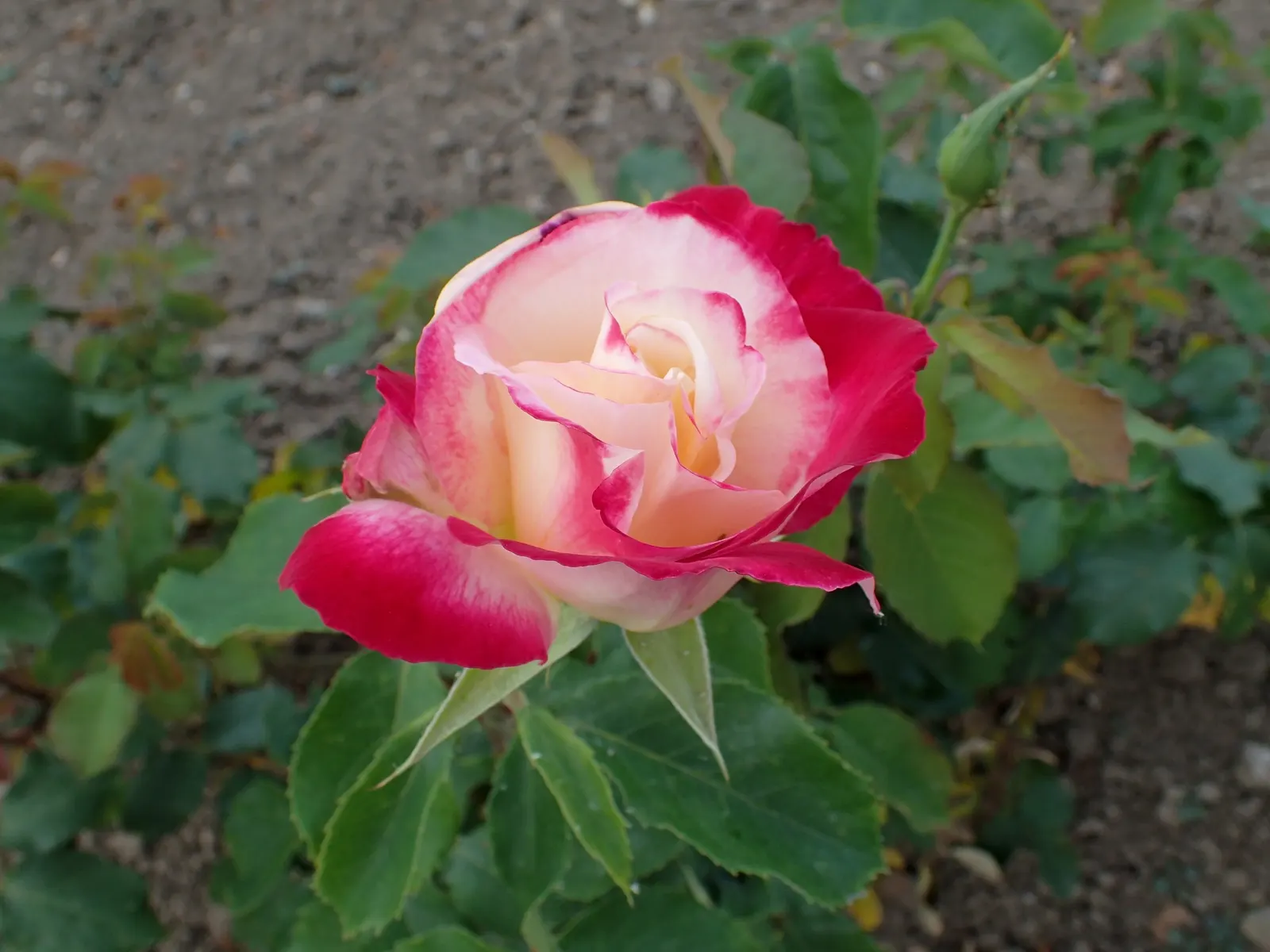 Double Delight&reg; Hybrid Tea Rose (Rosa 'Double Delight') — spicy aroma that lures both garden visitors and an array of pollinators alike, image 65