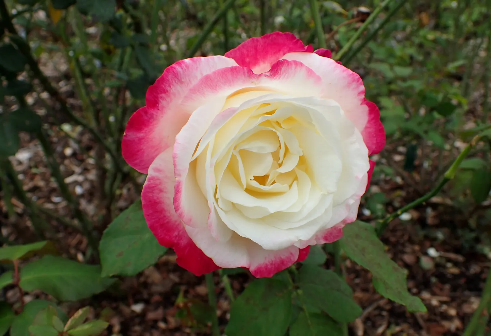 Double Delight&reg; Hybrid Tea Rose (Rosa 'Double Delight') — This deciduous shrub typically reaches heights between 3 to 5 feet with a spread of 2, image 40
