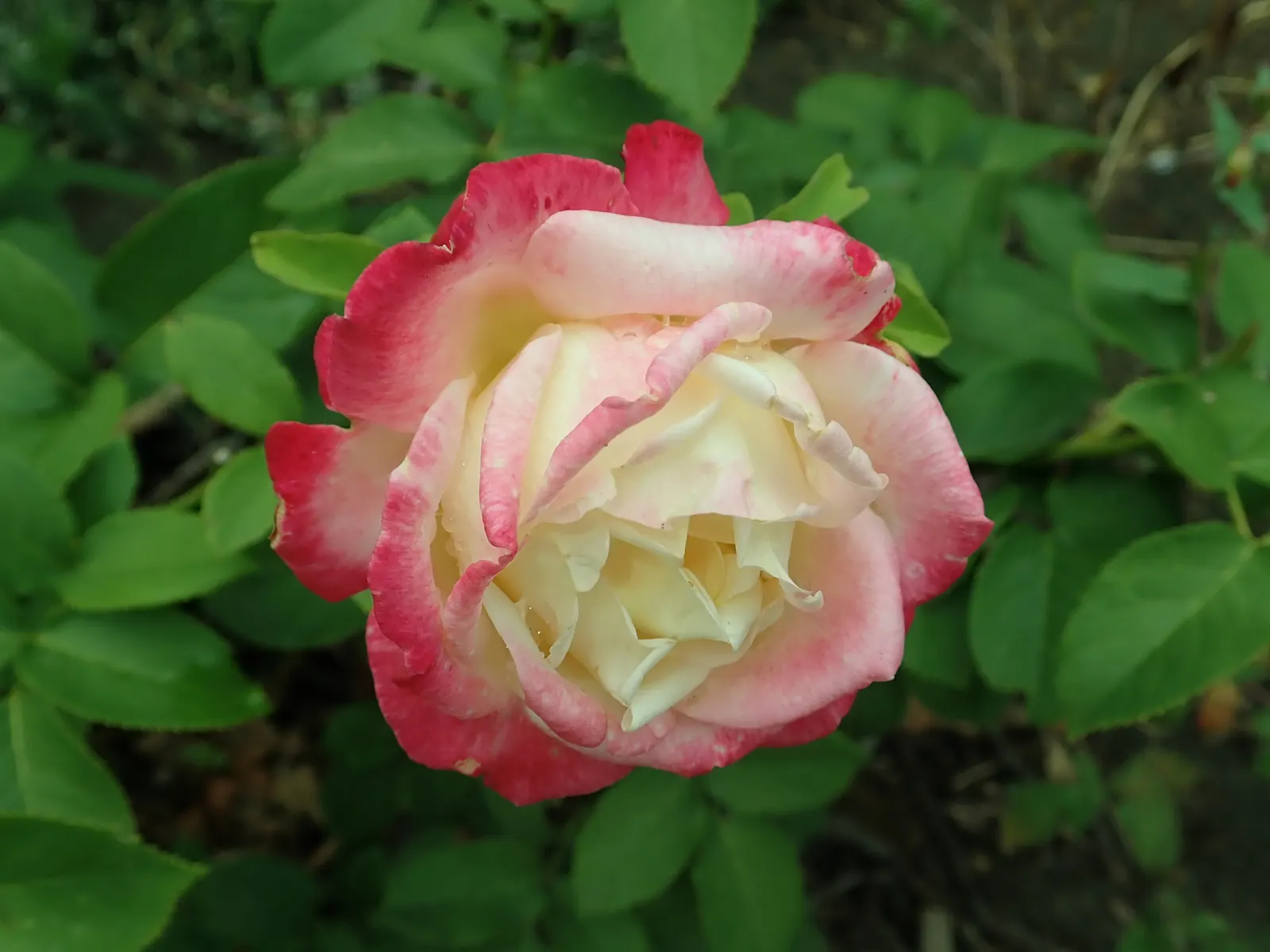 Double Delight&reg; Hybrid Tea Rose (Rosa 'Double Delight') — shrub for full; making it a must-have for those seeking a dual sensory experience in their