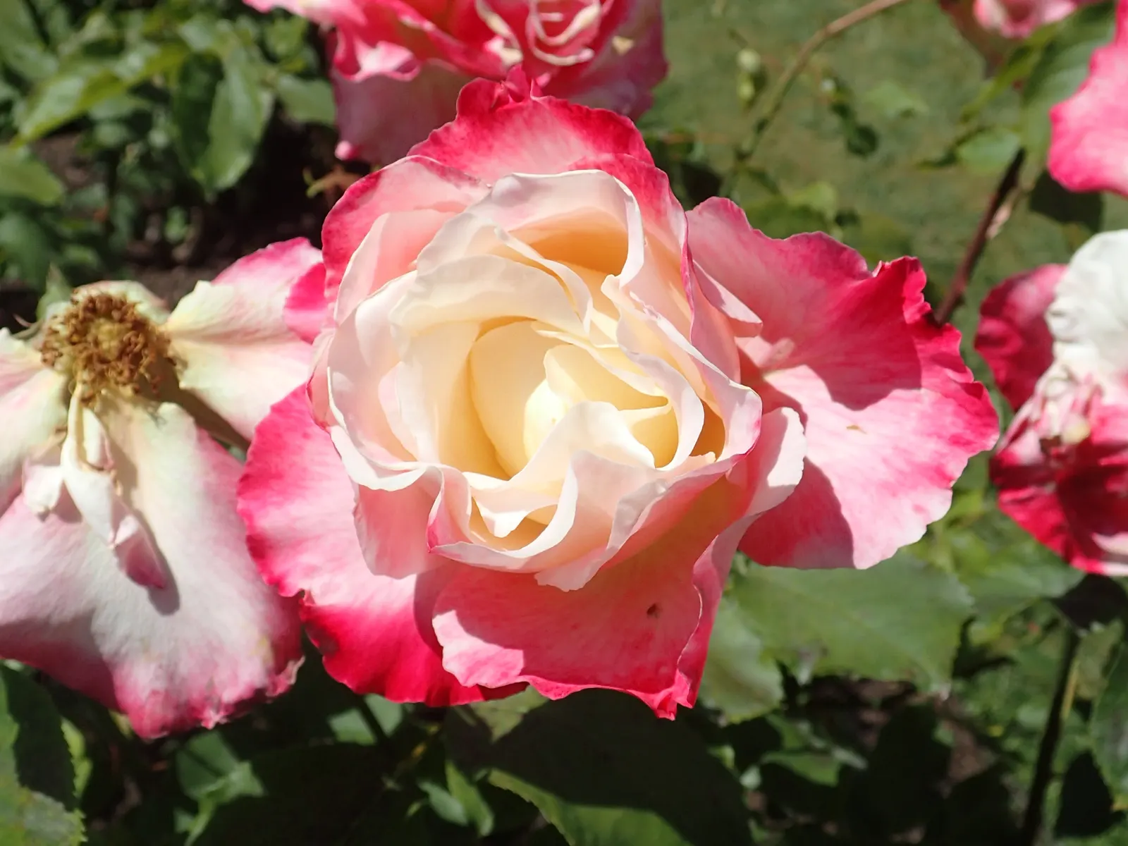Double Delight&reg; Hybrid Tea Rose (Rosa 'Double Delight') — or container gardens when given ample room for air circulation.<br><br>For optimal health and