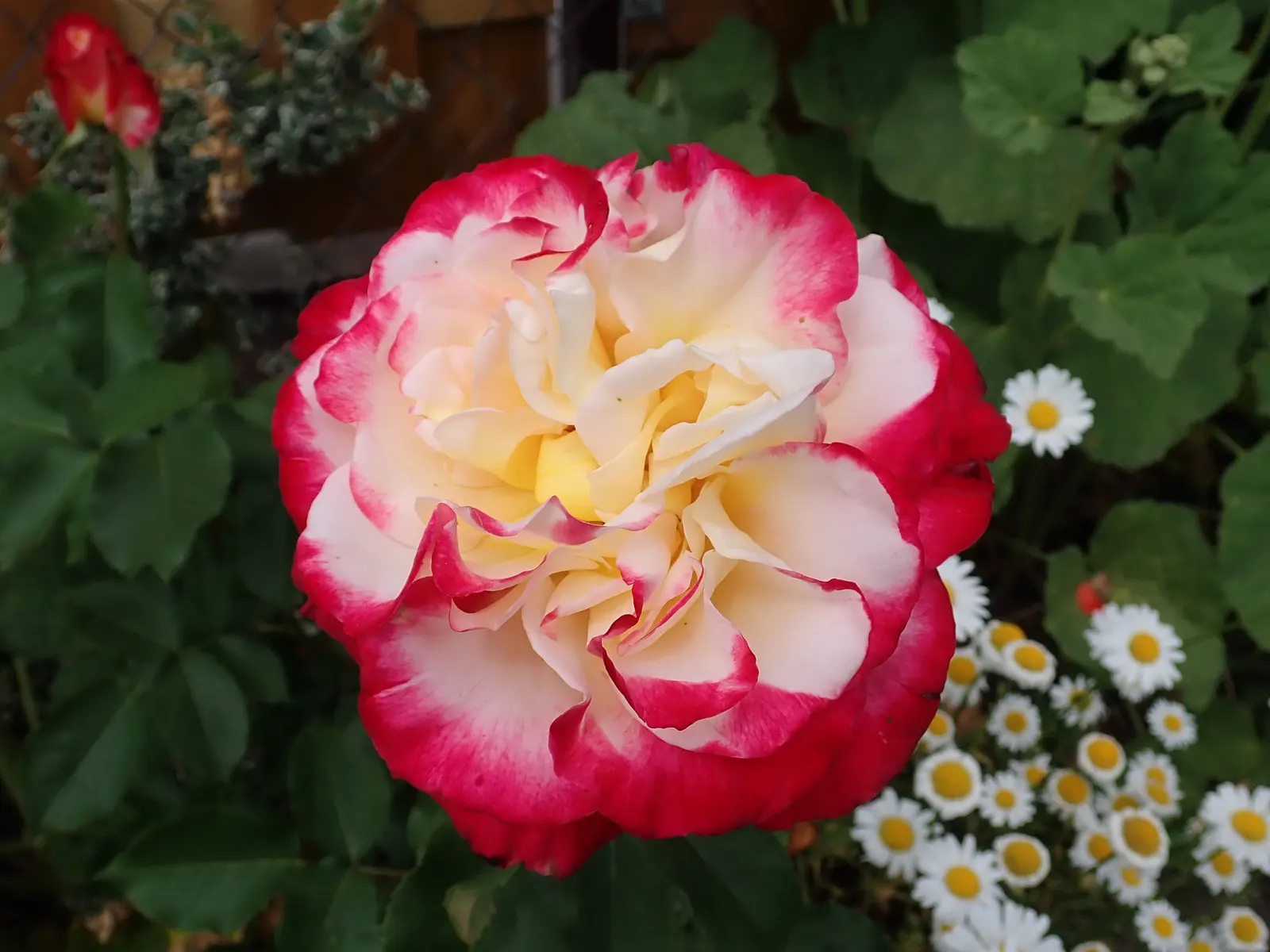 Double Delight&reg; Hybrid Tea Rose (Rosa 'Double Delight') — plant Rosa 'Double Delight' in well-draining soil supplemented with organic matter; strawberry
