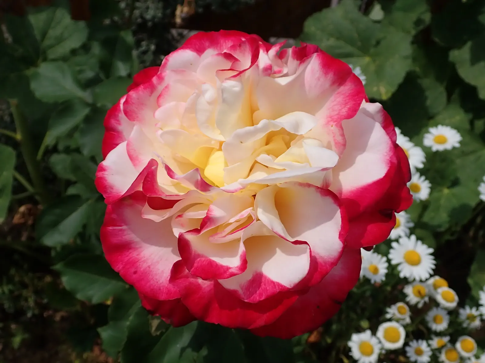 Double Delight&reg; Hybrid Tea Rose (Rosa 'Double Delight') — Ideal for cutting gardens, this rose reaches 3 to 5 feet in height with a 2 to 3-foot, image 82