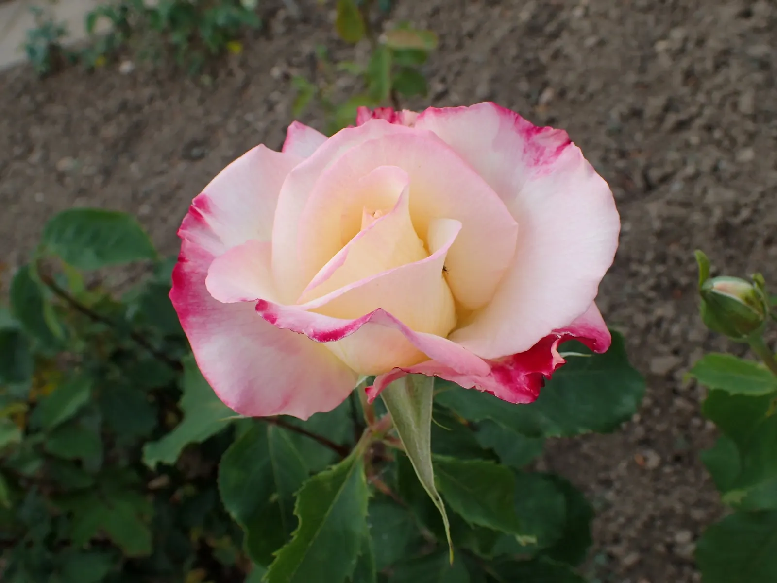 Double Delight&reg; Hybrid Tea Rose (Rosa 'Double Delight') — aiming for 1-2 inches of water weekly; this deciduous shrub typically reaches heights between 3
