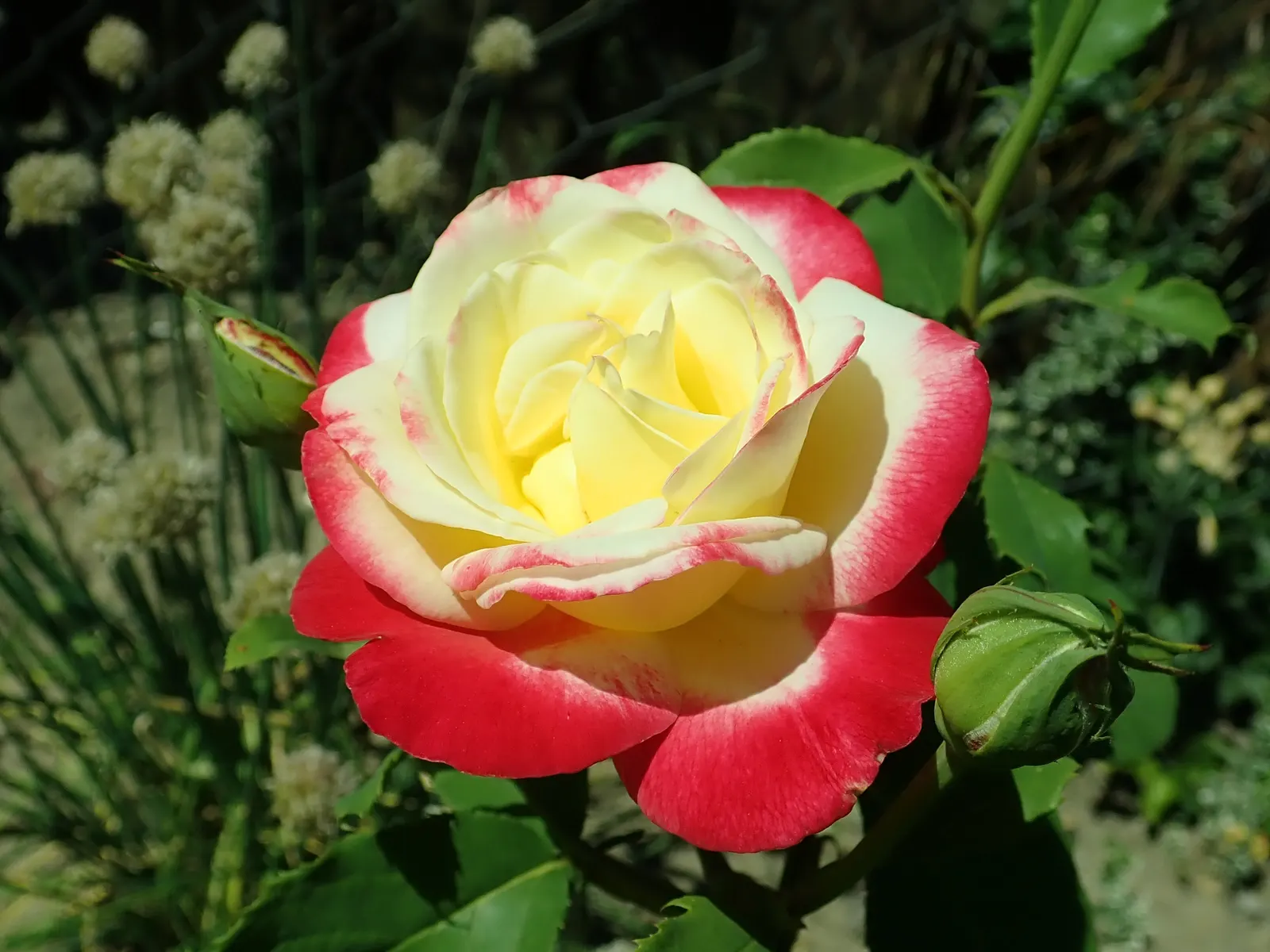 Double Delight&reg; Hybrid Tea Rose (Rosa 'Double Delight') — stands as an enchanting centerpiece in any garden design; is crucial to maintain its vigor