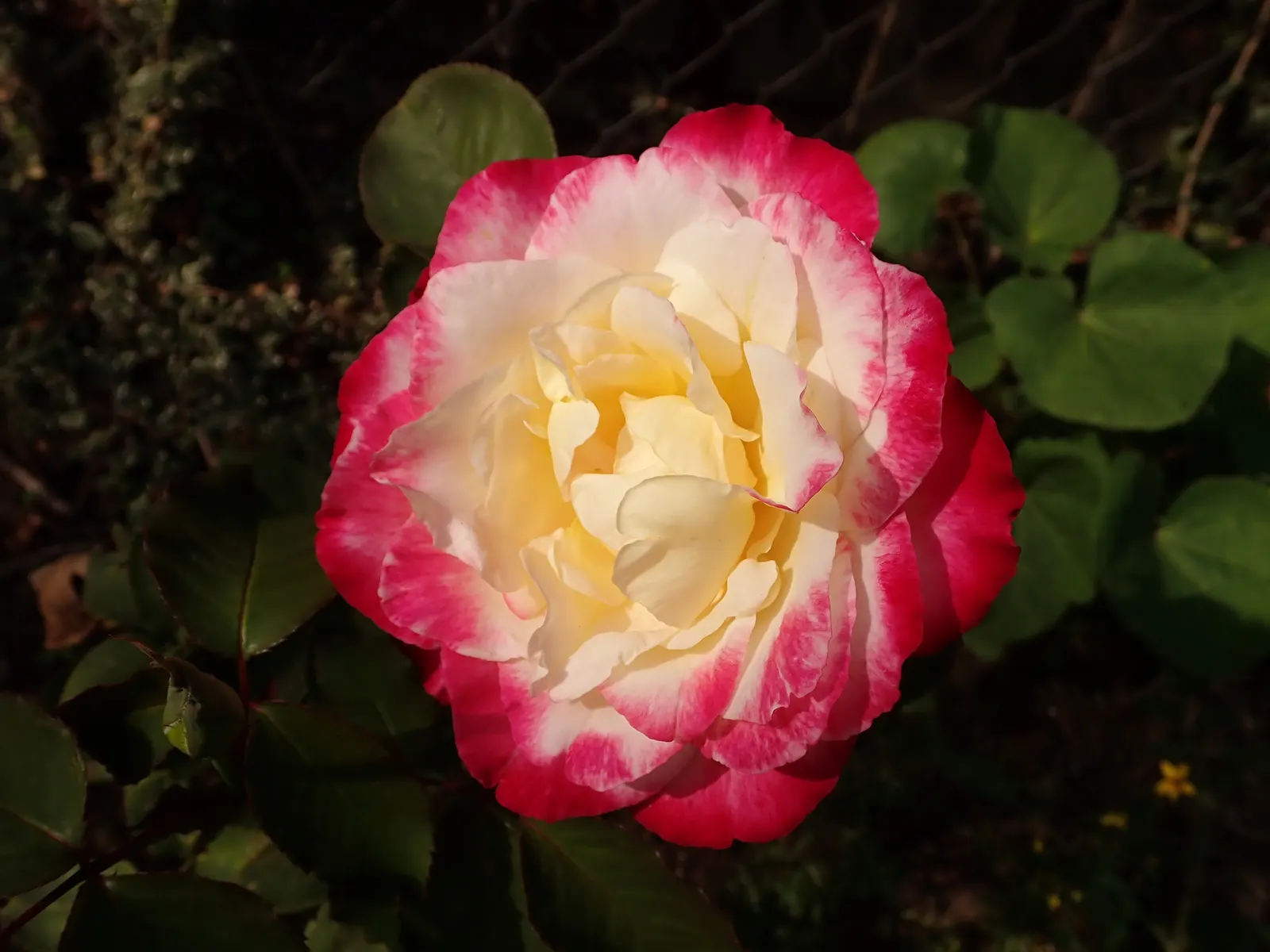 Double Delight&reg; Hybrid Tea Rose (Rosa 'Double Delight') — or container gardens when given ample room for air circulation.<br><br>For optimal, image 94