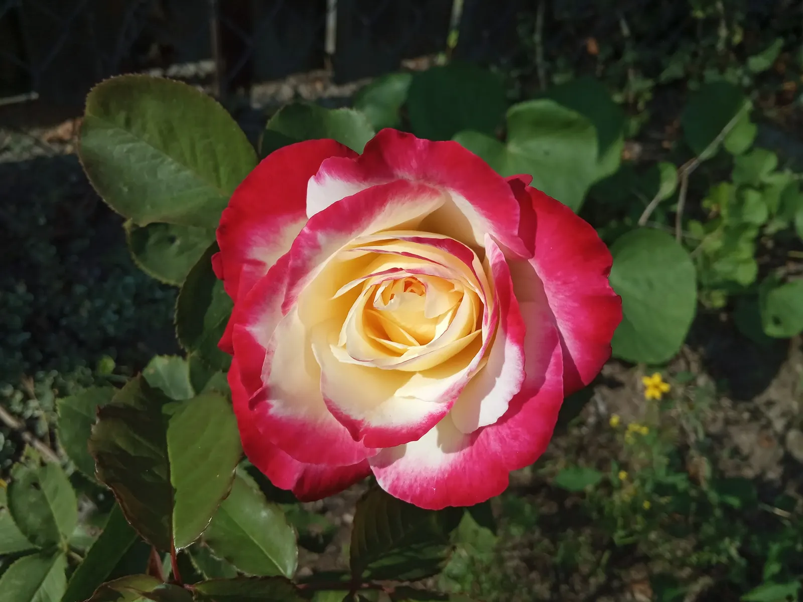 Double Delight&reg; Hybrid Tea Rose (Rosa 'Double Delight') — Pruning in late winter or early spring helps to encourage robust growth and an, image 74