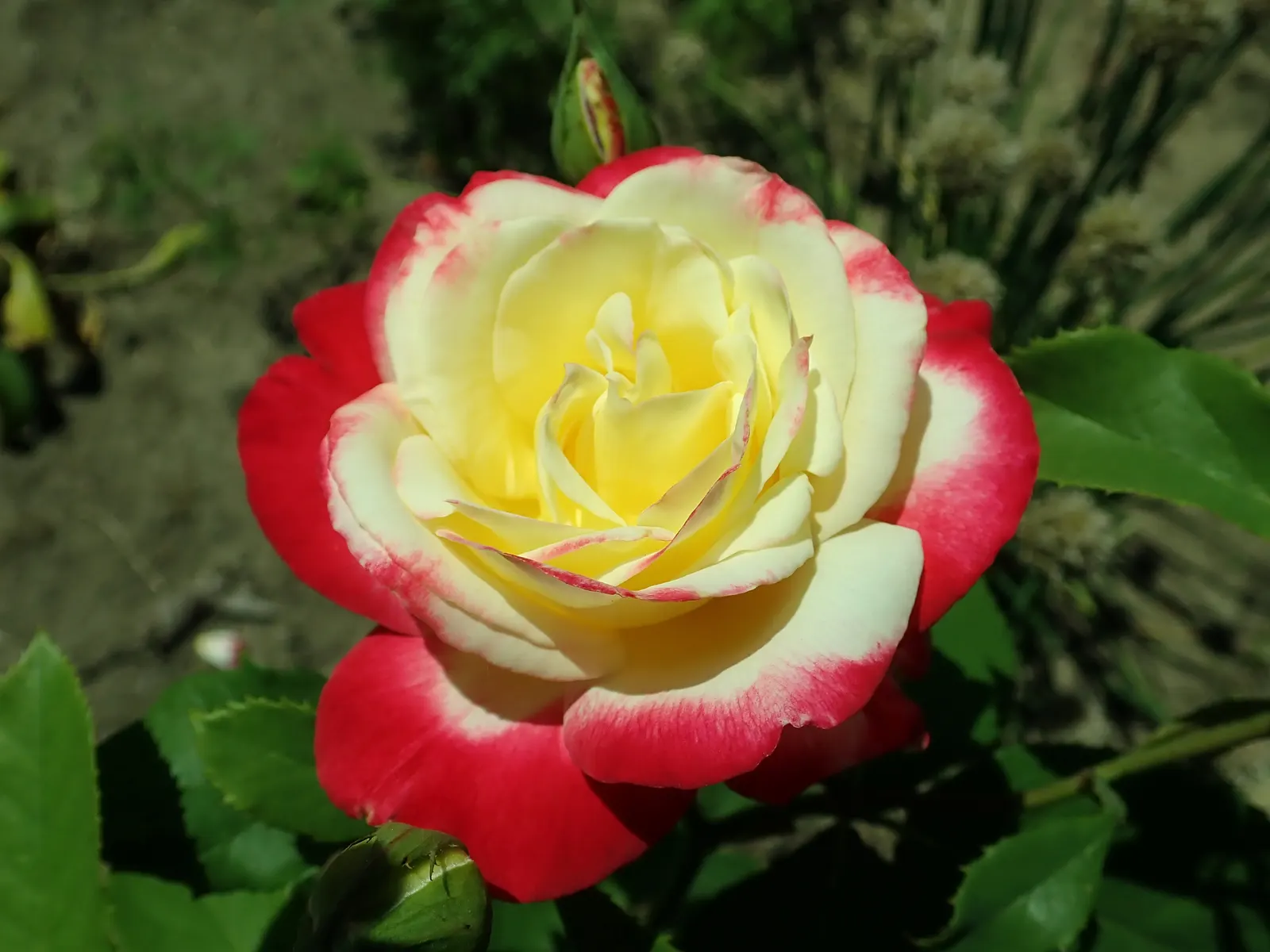 Double Delight&reg; Hybrid Tea Rose (Rosa 'Double Delight') — is crucial to maintain its vigor; stands as an enchanting centerpiece in any garden design