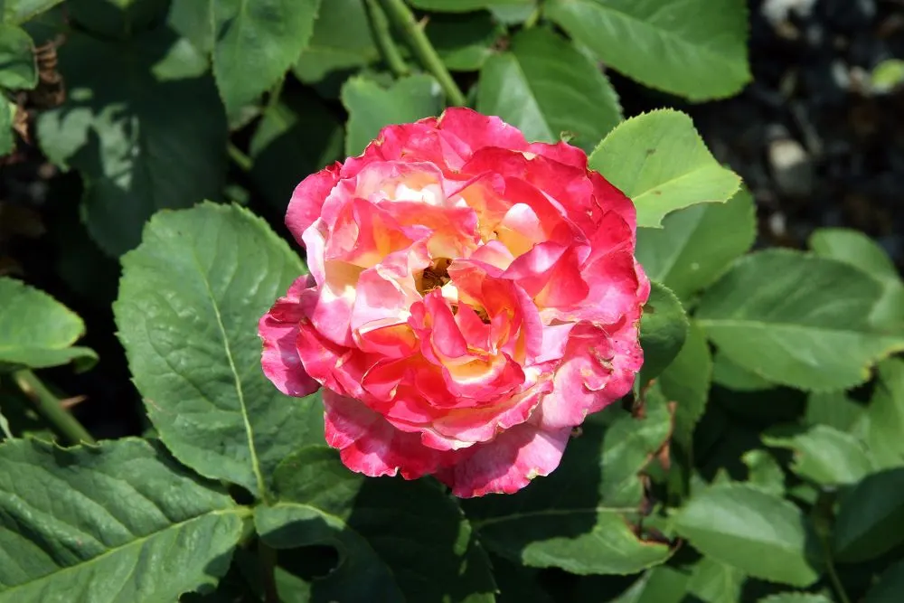 Double Delight&reg; Hybrid Tea Rose (Rosa 'Double Delight') — stands as an enchanting centerpiece in any garden design; is crucial to maintain its, image 59