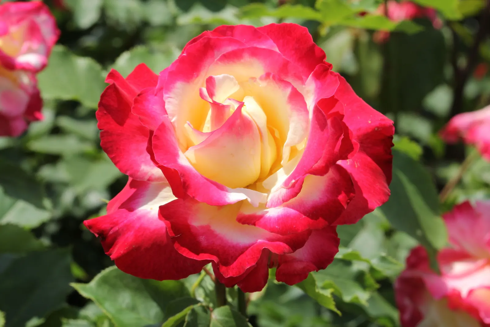 Double Delight&reg; Hybrid Tea Rose (Rosa 'Double Delight') — Prefers full sun, showcasing continuous blooms from late spring to frost in, image 83