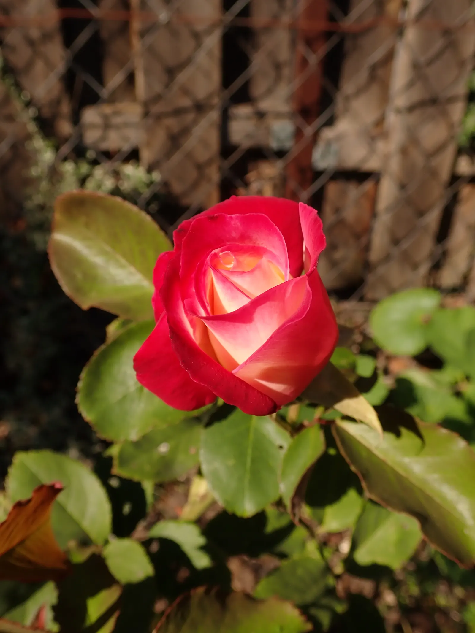 Double Delight&reg; Hybrid Tea Rose (Rosa 'Double Delight') — spicy aroma that lures both garden visitors and an array of pollinators alike; high-centered form