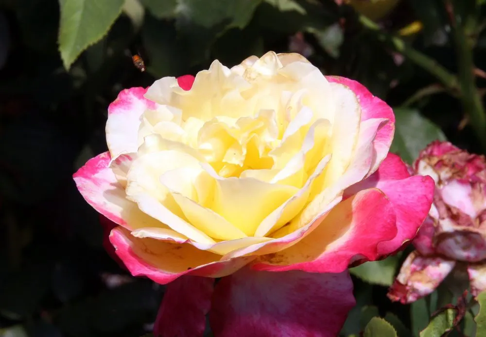 Double Delight&reg; Hybrid Tea Rose (Rosa 'Double Delight') — The Rosa 'Double Delight' is an enchanting hybrid tea rose