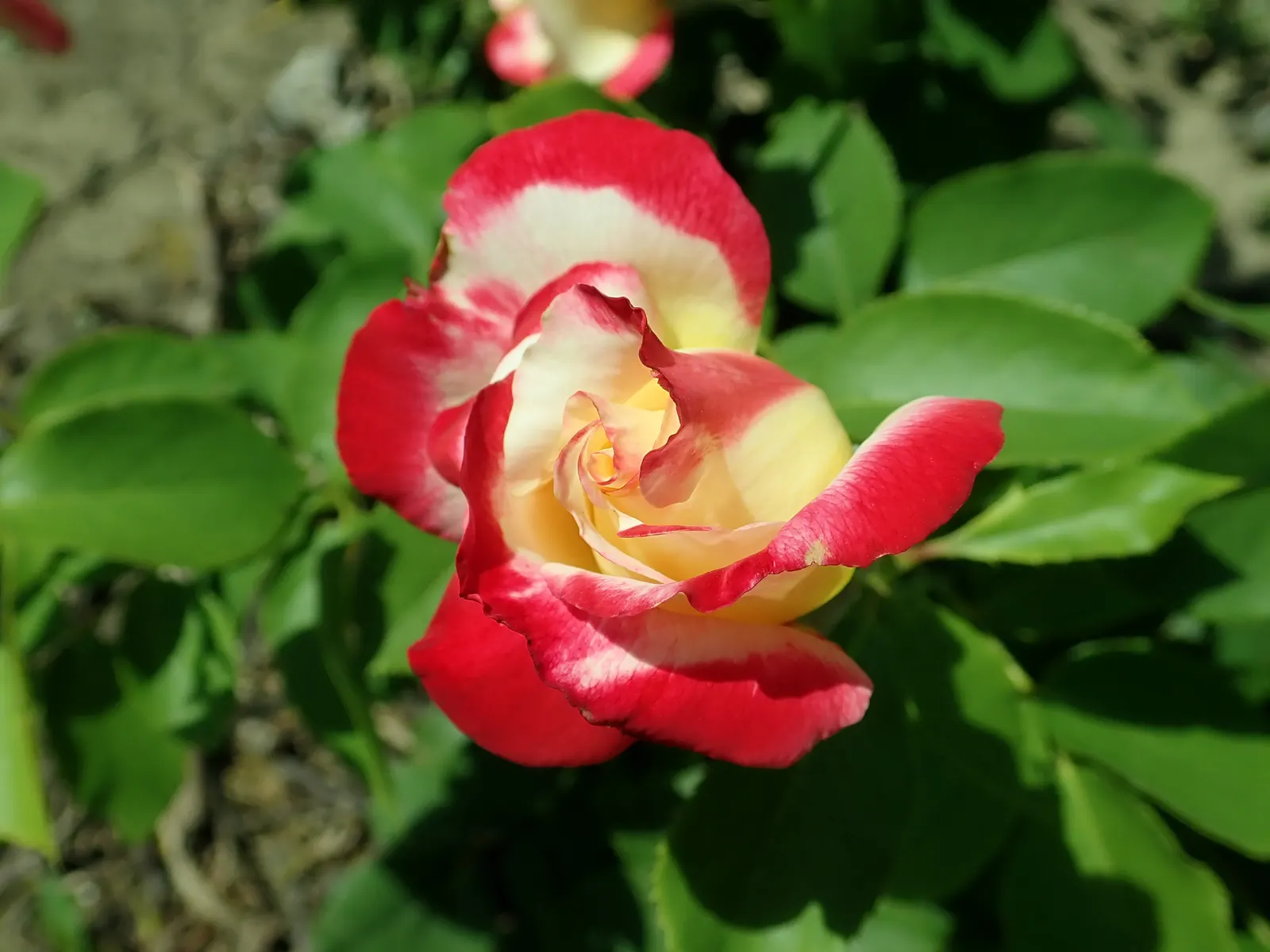 Double Delight&reg; Hybrid Tea Rose (Rosa 'Double Delight') — This deciduous shrub typically reaches heights between 3 to 5 feet with a spread of 2 to 3 feet