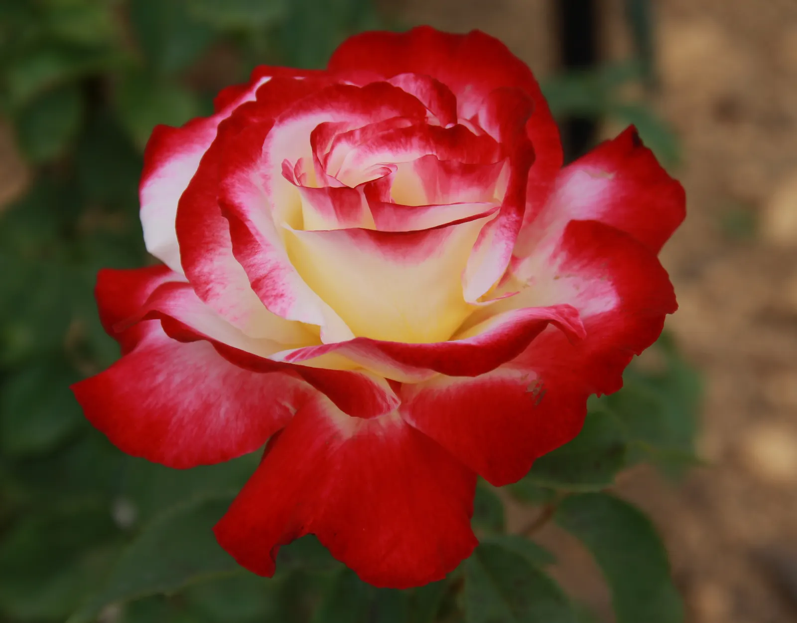 Double Delight&reg; Hybrid Tea Rose (Rosa 'Double Delight') — Pruning in late winter or early spring helps to encourage robust growth and an impressive floral