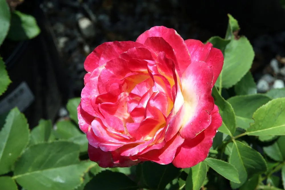Double Delight&reg; Hybrid Tea Rose (Rosa 'Double Delight') — The petals enchant with their coloration - creamy white at the base; pruning in late, image 89