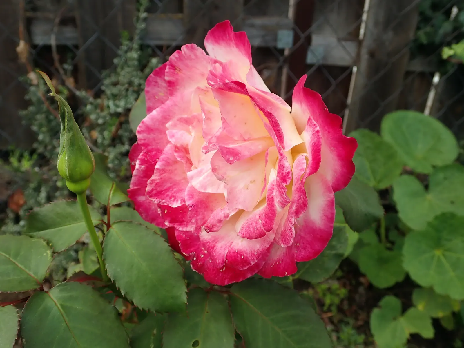 Double Delight&reg; Hybrid Tea Rose (Rosa 'Double Delight') — each flower spans approximately 4 to 6 inches across and follows the classic; noted, image 61