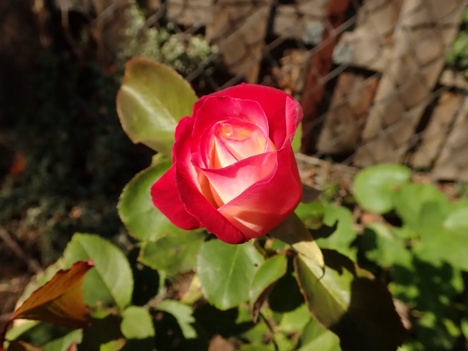 Double Delight&reg; Hybrid Tea Rose (Rosa 'Double Delight') — spicy aroma that lures both garden visitors and an array of pollinators alike, image 91