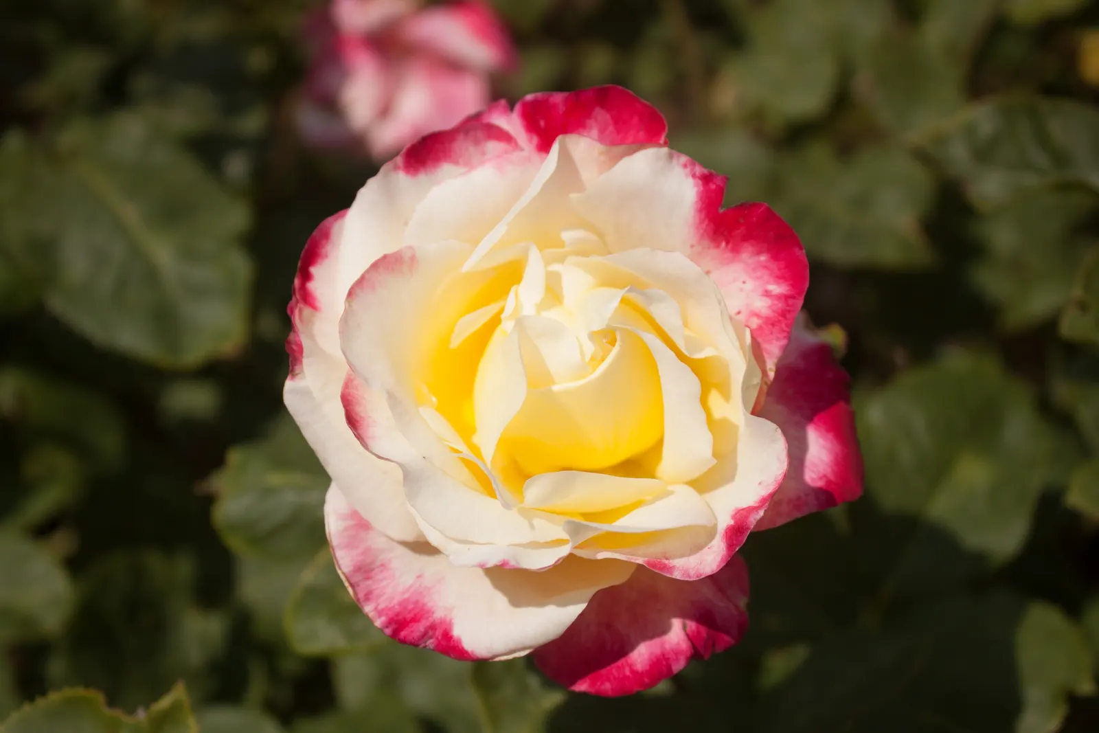 Double Delight&reg; Hybrid Tea Rose (Rosa 'Double Delight') — spicy aroma that lures both garden visitors and an array of pollinators alike