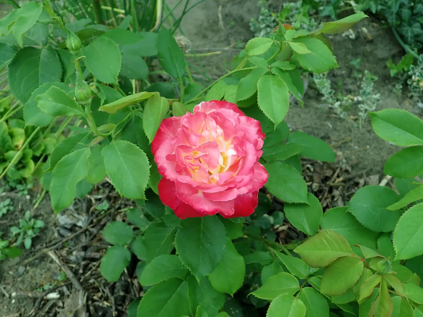 Double Delight&reg; Hybrid Tea Rose (Rosa 'Double Delight') — Noted for its remarkable blooms; the Rosa 'Double Delight' is an enchanting hybrid, image 60