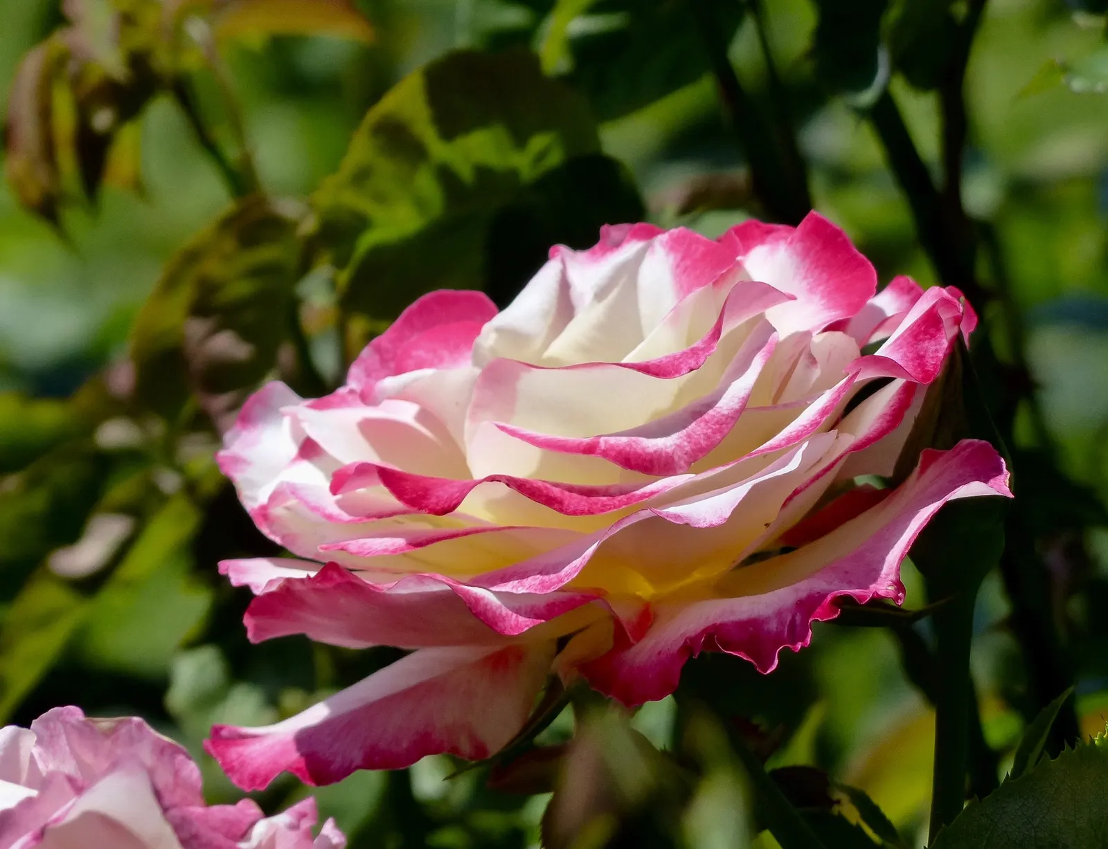 Double Delight&reg; Hybrid Tea Rose (Rosa 'Double Delight') — especially during dry periods; shrub for full