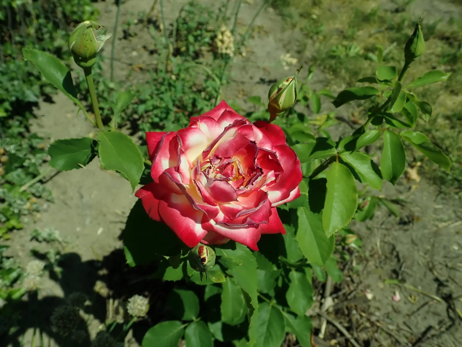 Double Delight&reg; Hybrid Tea Rose (Rosa 'Double Delight') — The petals enchant with their coloration - creamy white at the base; pruning in late winter or