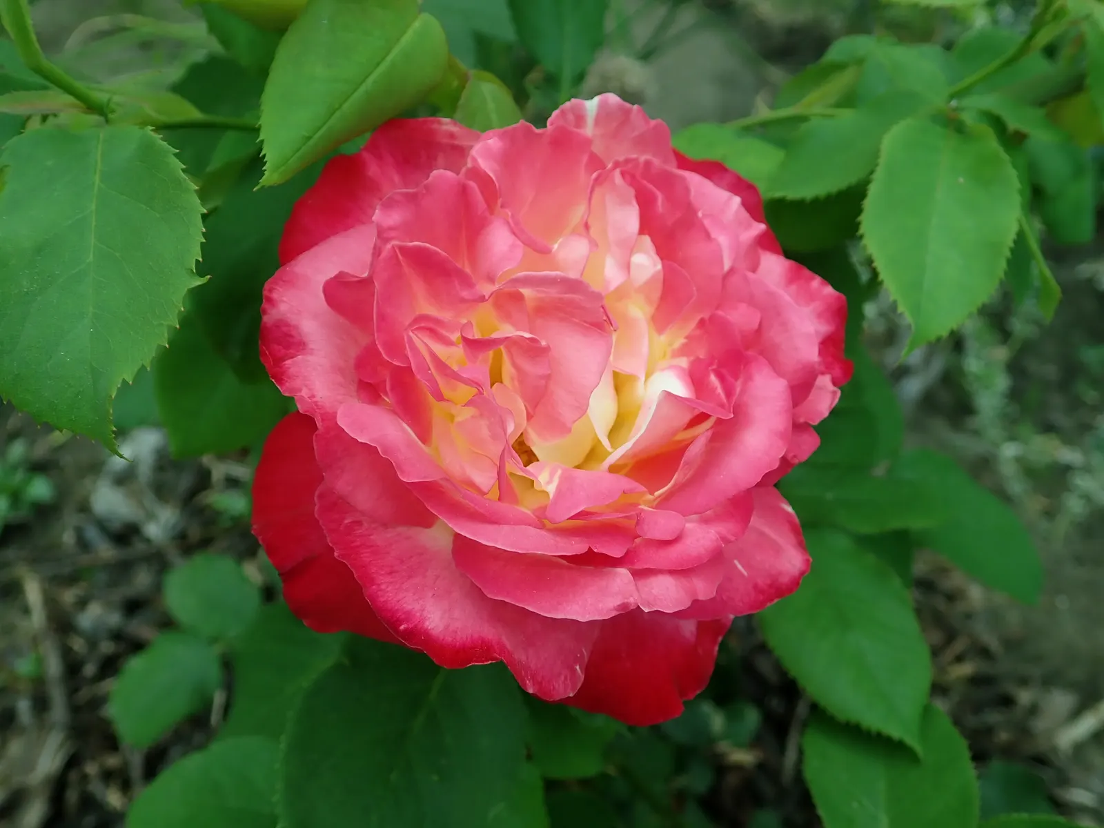 Double Delight&reg; Hybrid Tea Rose (Rosa 'Double Delight') — making it a must-have for those seeking a dual sensory experience in their landscape, image 75
