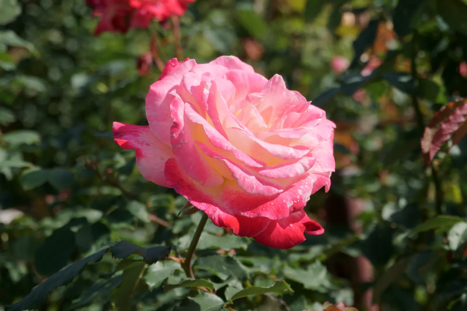 Double Delight&reg; Hybrid Tea Rose (Rosa 'Double Delight') — celebrated for its distinctive red-creamy white bicolor blooms; the petals enchant with their