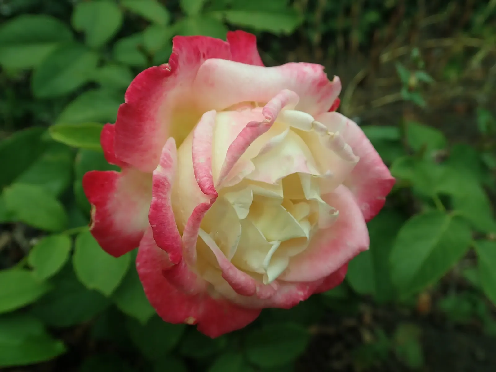 Double Delight&reg; Hybrid Tea Rose (Rosa 'Double Delight') — Each flower spans up to 5 inches across, exuding a potent, spicy fragrance