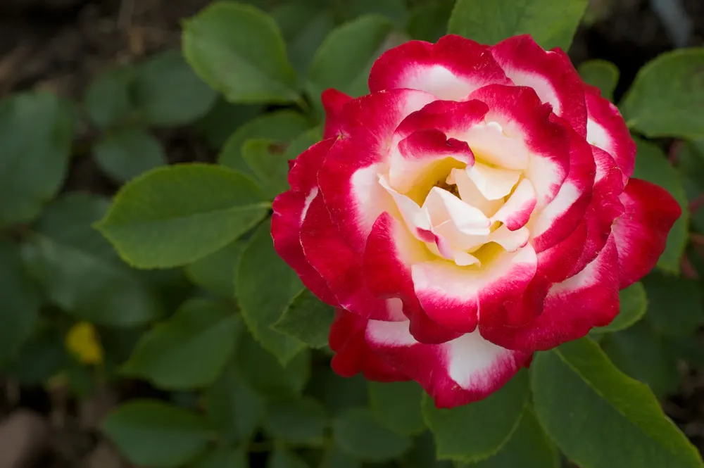 Double Delight&reg; Hybrid Tea Rose (Rosa 'Double Delight') — or container gardens when given ample room for air circulation.<br><br>For optimal, image 68