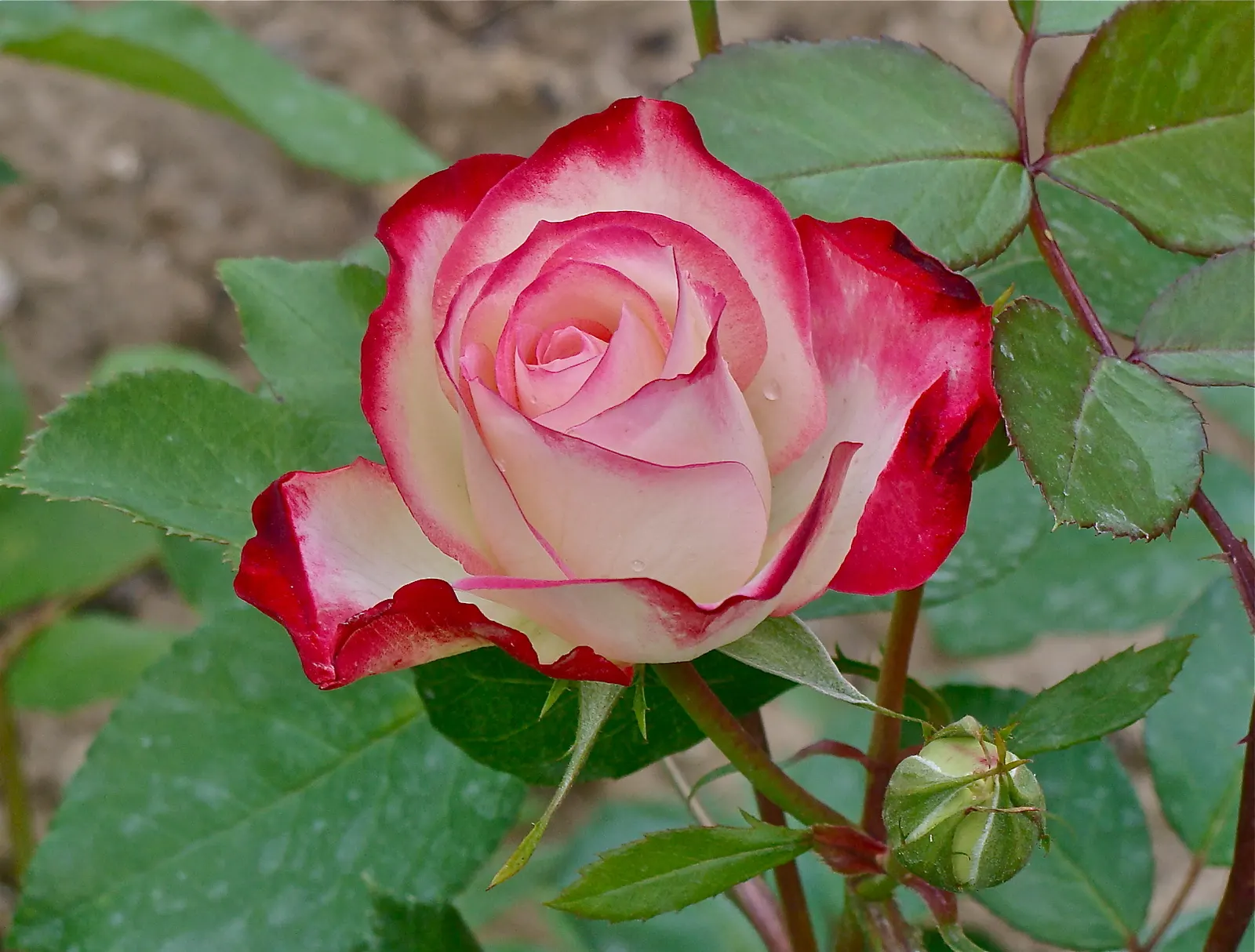 Double Delight&reg; Hybrid Tea Rose (Rosa 'Double Delight') — Pruning in late winter or early spring helps to encourage robust growth and an, image 48