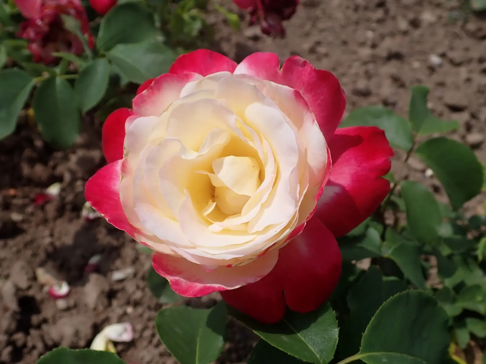 Double Delight&reg; Hybrid Tea Rose (Rosa 'Double Delight') — shrub with multi-colored and red and white blooms; or container gardens when given, image 77