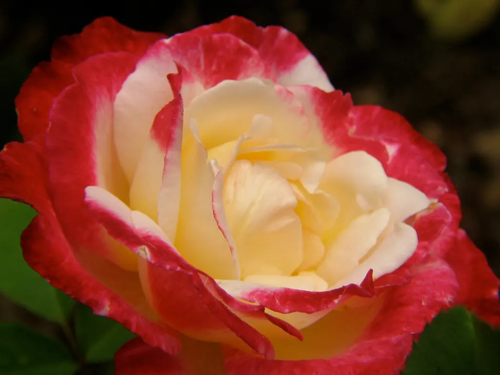 Double Delight&reg; Hybrid Tea Rose (Rosa 'Double Delight') — multi-colored and red and white flowers in the garden; each flower spans approximately 4 to 6