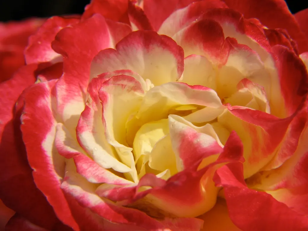 Double Delight&reg; Hybrid Tea Rose (Rosa 'Double Delight') — aiming for 1-2 inches of water weekly