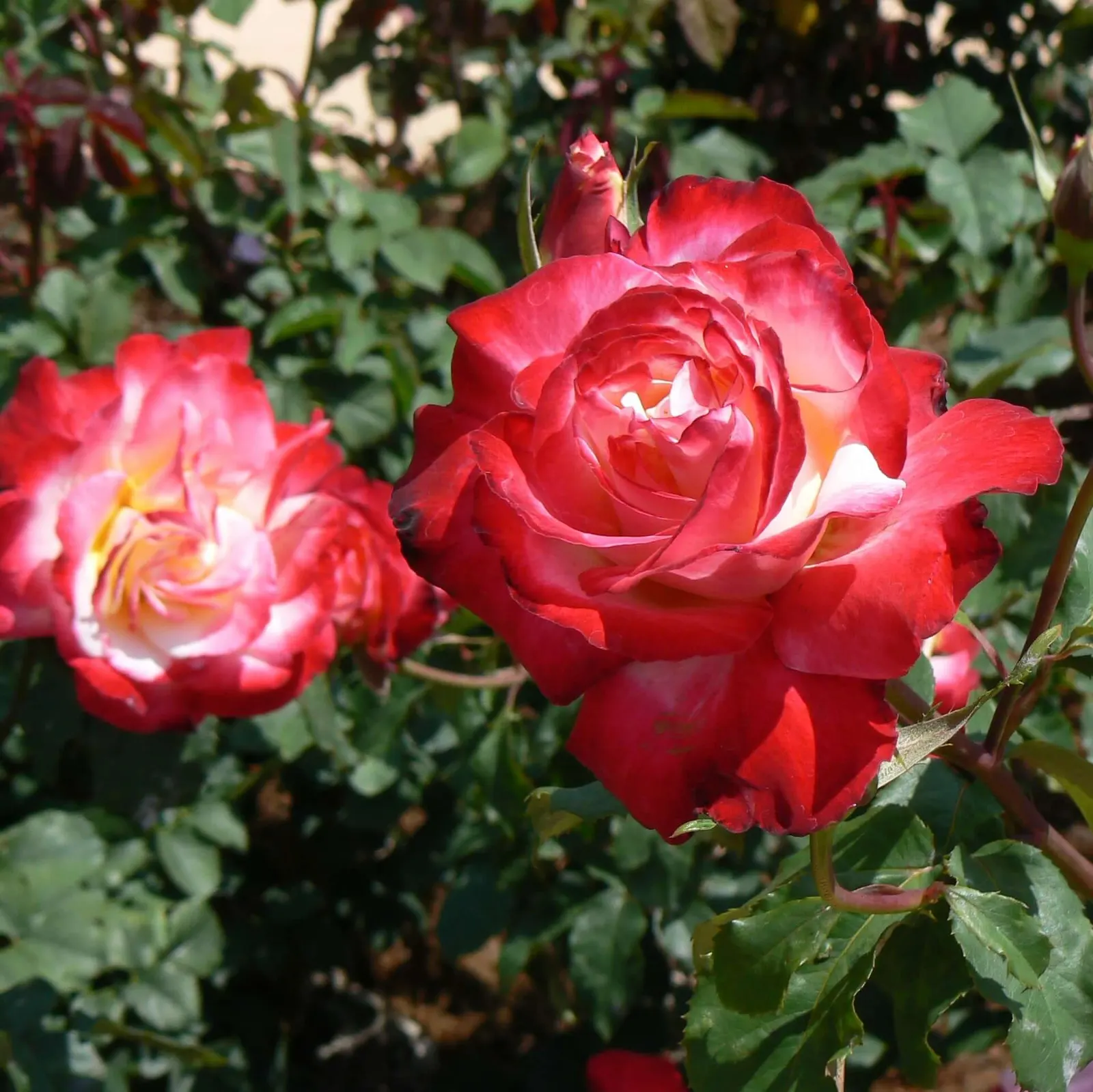 Double Delight&reg; Hybrid Tea Rose (Rosa 'Double Delight') — especially during dry periods; shrub for full, image 71