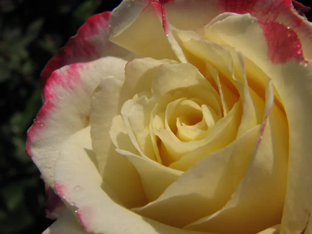 Double Delight&reg; Hybrid Tea Rose (Rosa 'Double Delight') — Prefers full sun, showcasing continuous blooms from late spring to frost in well-drained soil; or