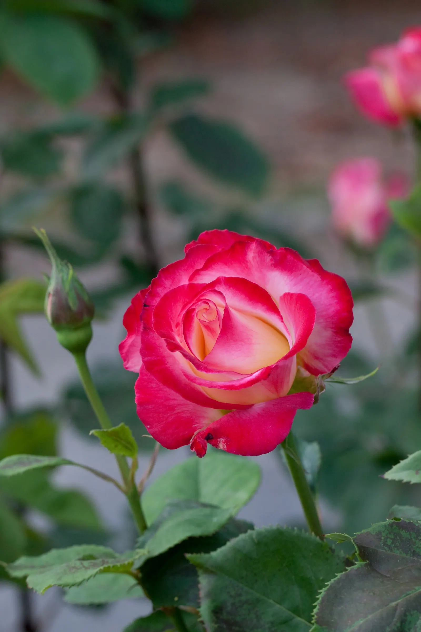 Double Delight&reg; Hybrid Tea Rose (Rosa 'Double Delight') — Noted for its remarkable blooms