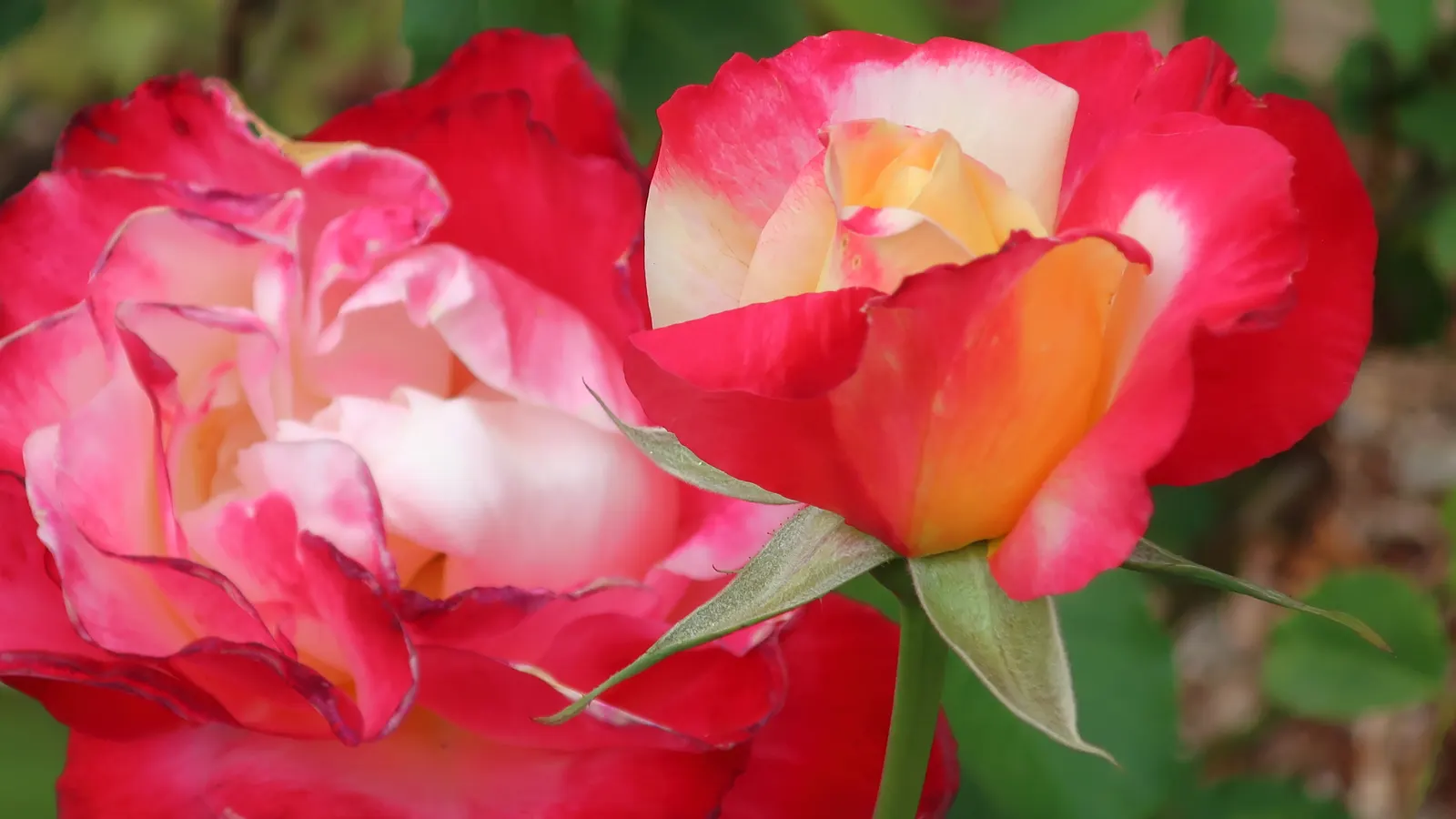 Double Delight&reg; Hybrid Tea Rose (Rosa 'Double Delight') — Each flower spans up to 5 inches across, exuding a potent, spicy fragrance; in a sunny location