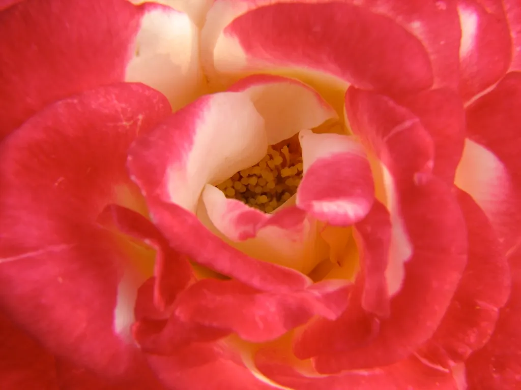 Double Delight&reg; Hybrid Tea Rose (Rosa 'Double Delight') — high-centered form typical of hybrid tea roses; making it a versatile candidate for, image 88
