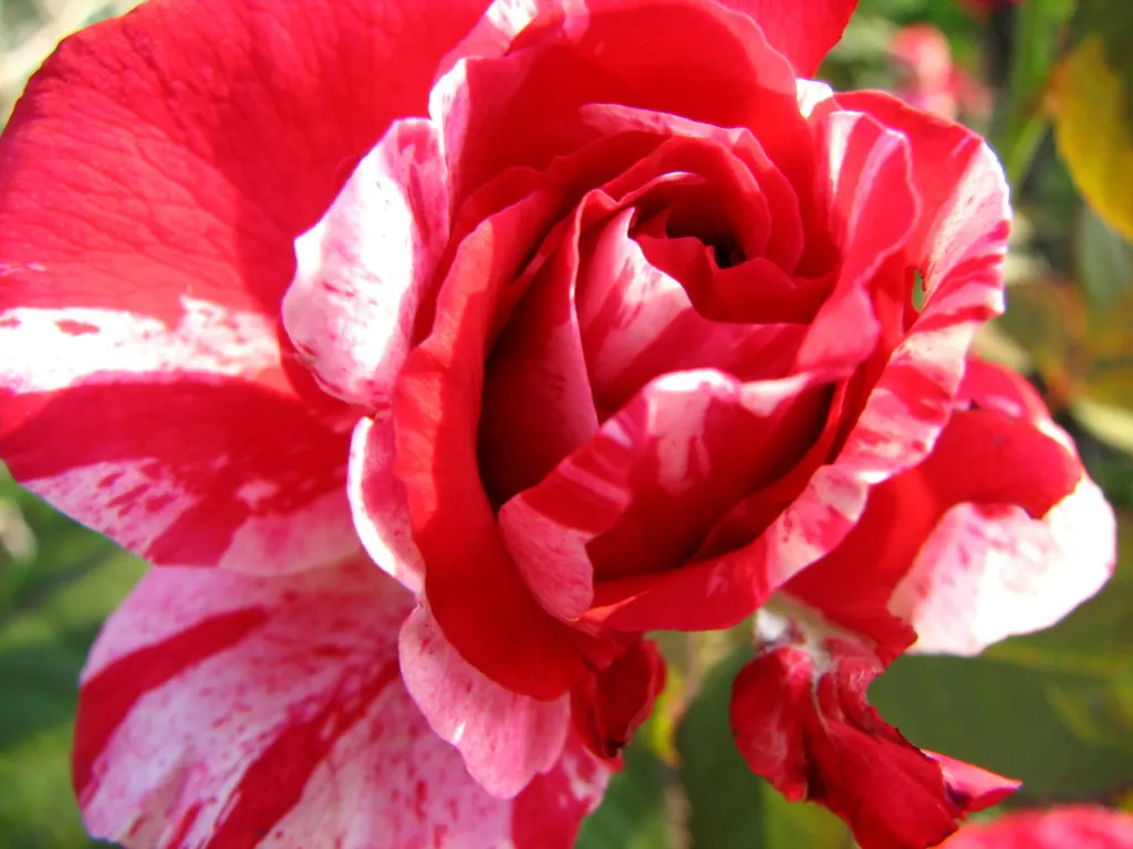 Double Delight&reg; Hybrid Tea Rose (Rosa 'Double Delight') — each flower spans approximately 4 to 6 inches across and follows the classic; noted, image 87