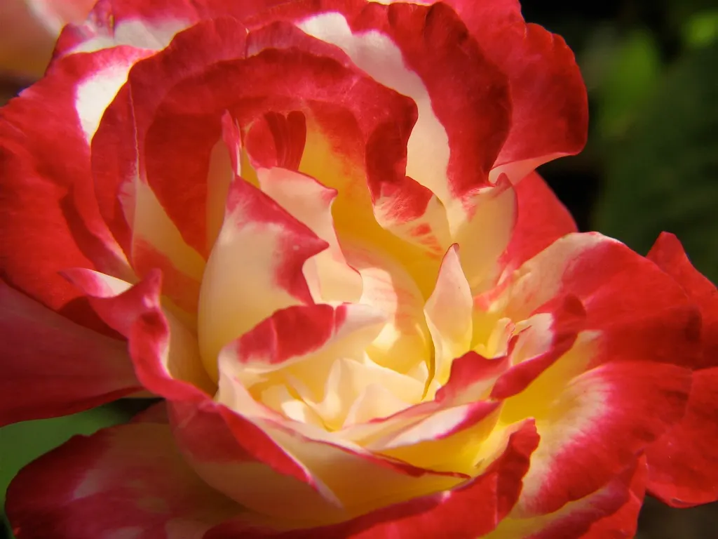 Double Delight&reg; Hybrid Tea Rose (Rosa 'Double Delight') — The Rosa 'Double Delight' is an enchanting hybrid tea rose; ideal for cutting gardens, this rose