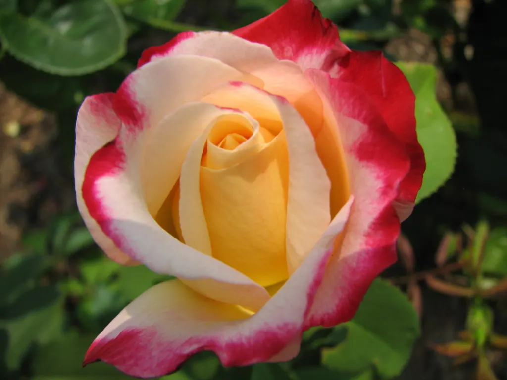 Double Delight&reg; Hybrid Tea Rose (Rosa 'Double Delight') — multi-colored and red and white flowers in the garden; each flower spans, image 76