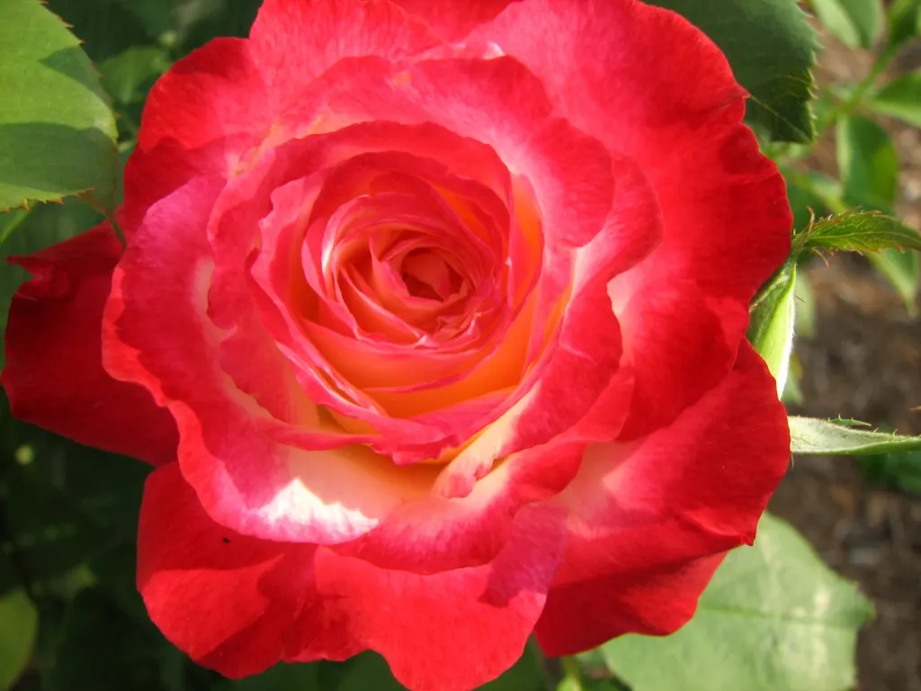 Double Delight&reg; Hybrid Tea Rose (Rosa 'Double Delight') — in a sunny location receiving at least 6 hours of direct sunlight per day