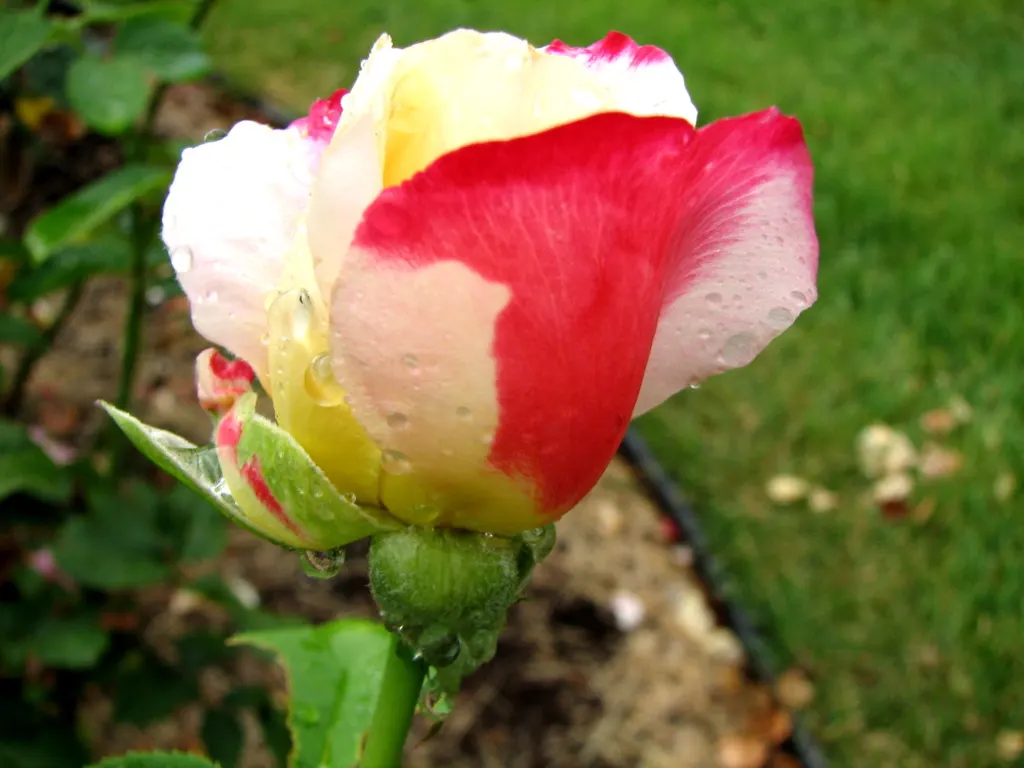 Double Delight&reg; Hybrid Tea Rose (Rosa 'Double Delight') — shrub with multi-colored and red and white blooms; or container gardens when given ample room for