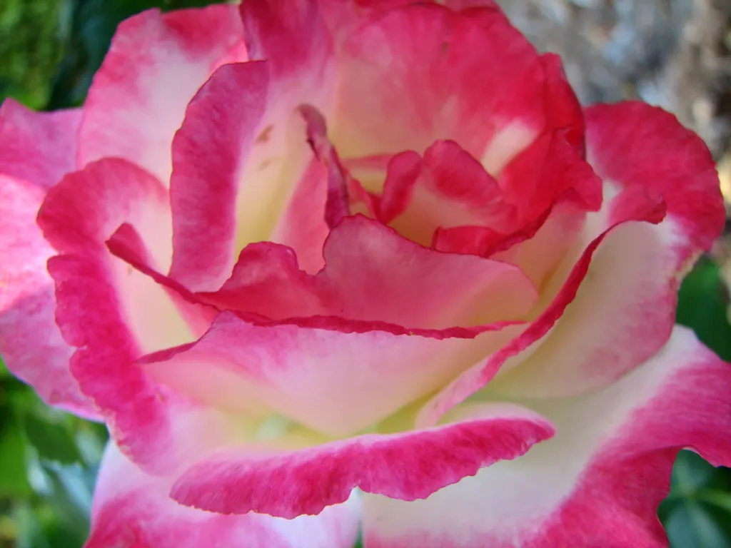 Double Delight&reg; Hybrid Tea Rose (Rosa 'Double Delight') — This deciduous shrub typically reaches heights between 3 to 5 feet with a spread of 2, image 92