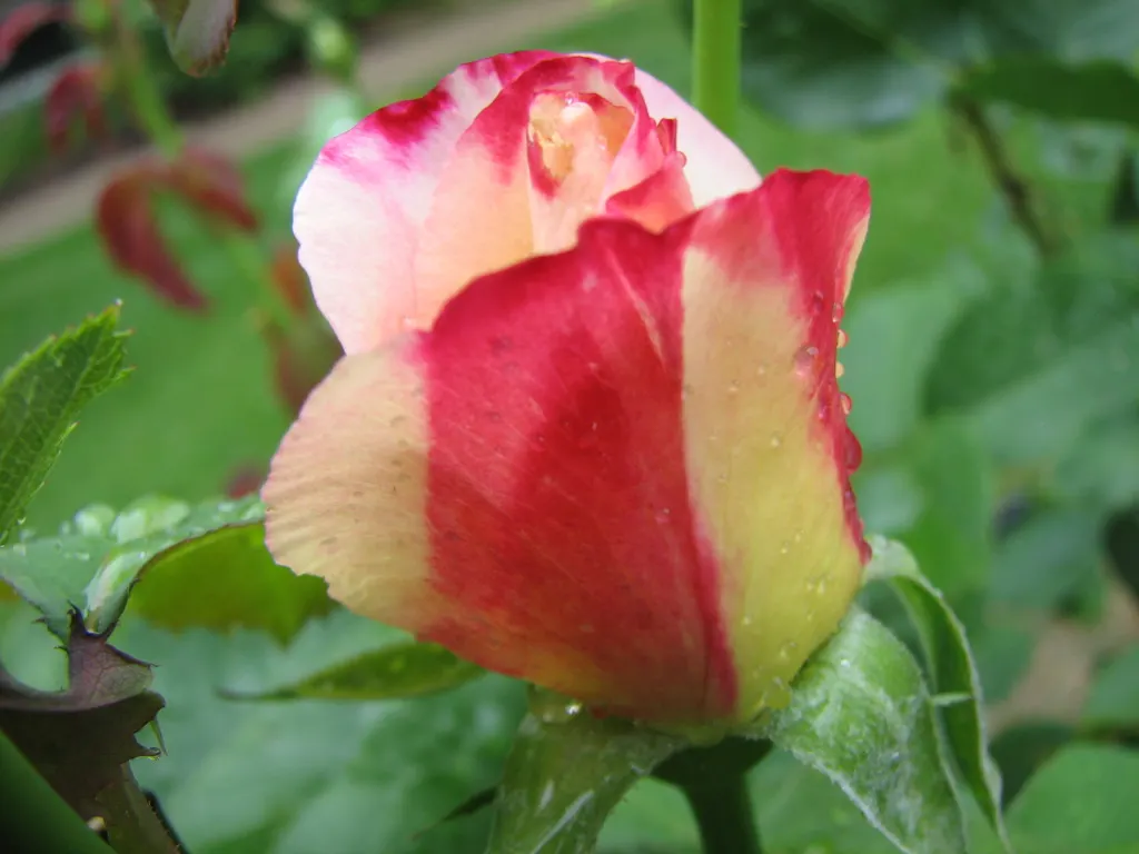 Double Delight&reg; Hybrid Tea Rose (Rosa 'Double Delight') — celebrated for its distinctive red-creamy white bicolor blooms