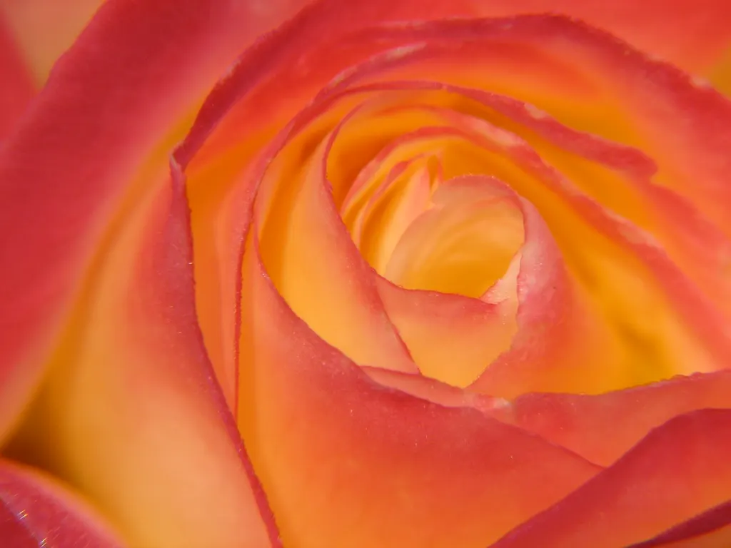 Double Delight&reg; Hybrid Tea Rose (Rosa 'Double Delight') — making it a versatile candidate for borders; multi-colored and red and white flowers in the garden