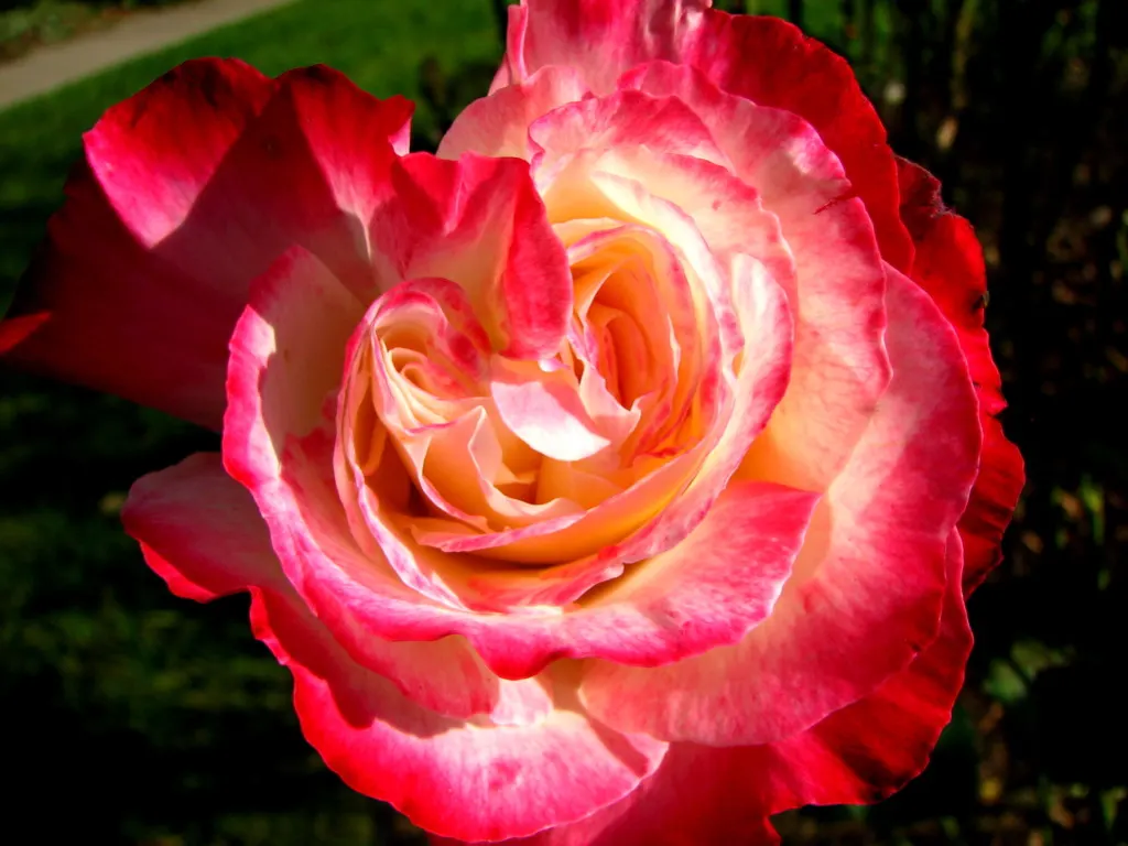 Double Delight&reg; Hybrid Tea Rose (Rosa 'Double Delight') — each flower spans approximately 4 to 6 inches across and follows the classic
