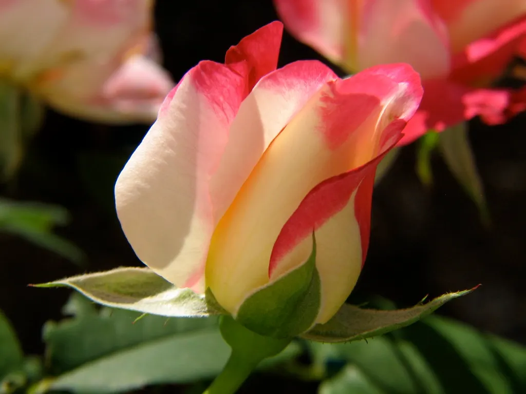 Double Delight&reg; Hybrid Tea Rose (Rosa 'Double Delight') — or commonly known as the Double Delight&reg; Hybrid Tea Rose; spicy aroma that lures, image 58