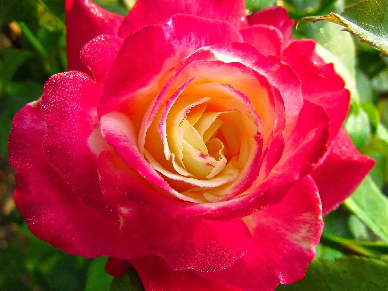 Double Delight&reg; Hybrid Tea Rose (Rosa 'Double Delight') — making it a must-have for those seeking a dual sensory experience in their landscape; celebrated