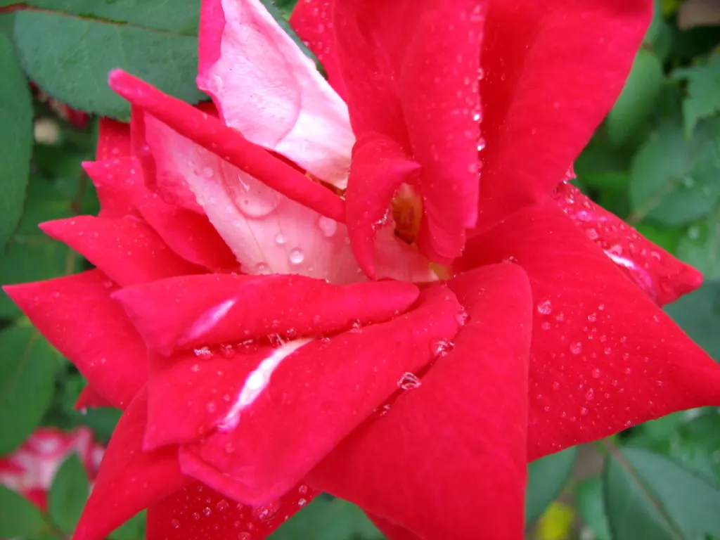 Double Delight&reg; Hybrid Tea Rose (Rosa 'Double Delight') — high-centered form typical of hybrid tea roses
