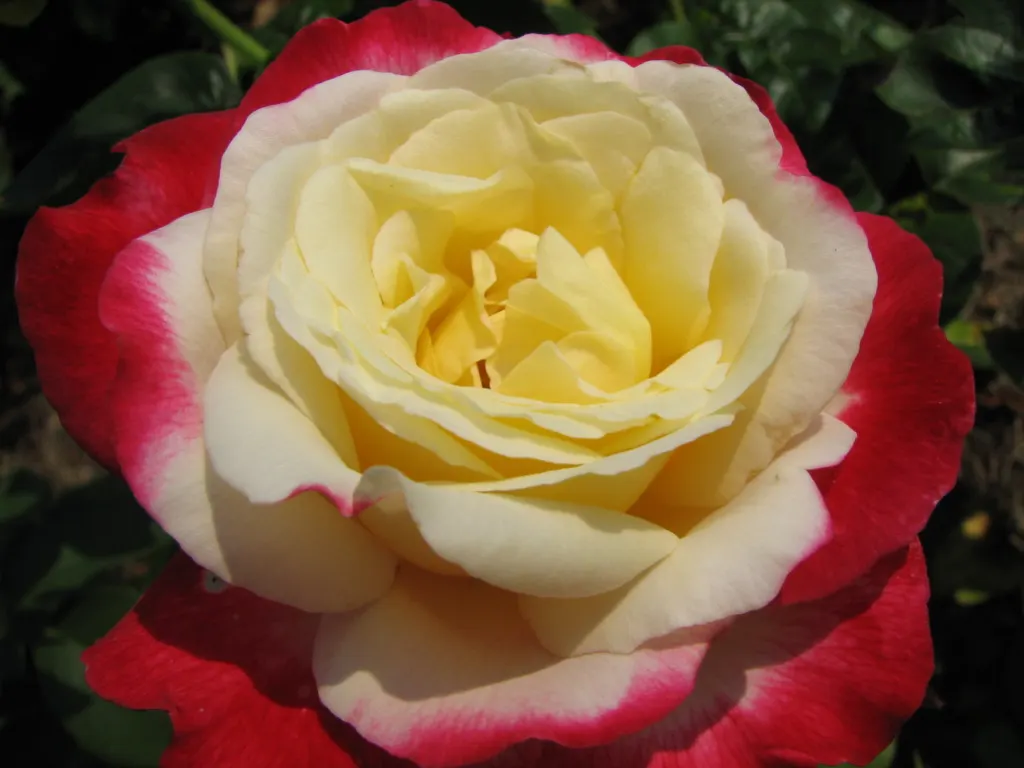 Double Delight&reg; Hybrid Tea Rose (Rosa 'Double Delight') — in a sunny location receiving at least 6 hours of direct sunlight per day; especially, image 70
